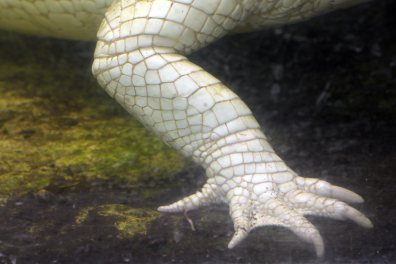 Alligator albinos - Membre antérieur droit d'un alligator albinos montrant les écailles dépigmentées